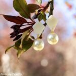 CLIPS ALBANE – Image 4